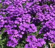 Purple Tapien Verbena, Verbena 'Purple Tapien'